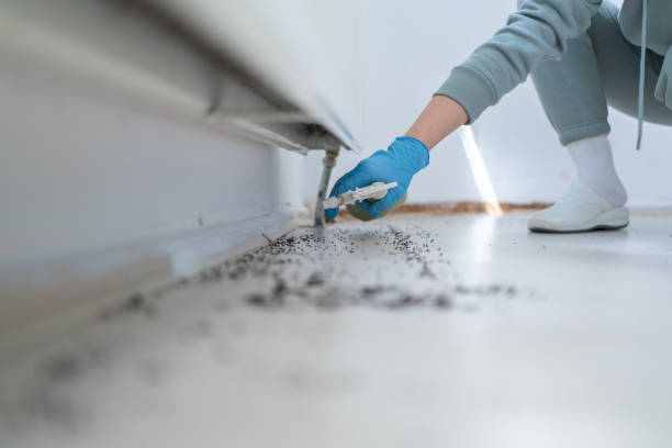 Best Spider Control Near Me  in Mlstadt, IL